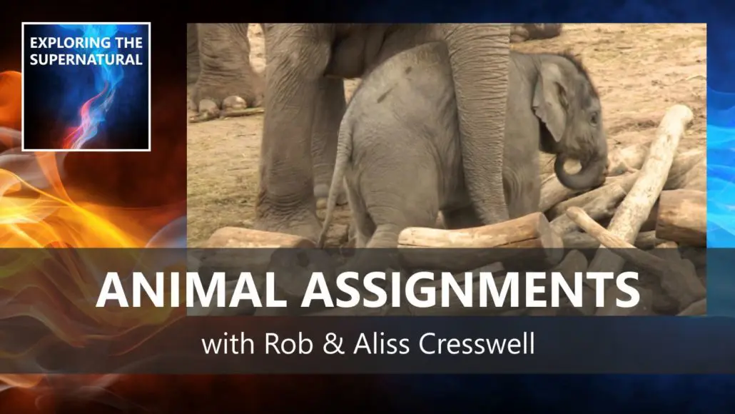 Animal Assignments